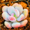 Lithops Living Stones Succulent Cactus Seeds - Rare Indoor/Outdoor Plant Seeds - Image 1
