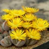 Lithops Living Stones Succulent Seeds - Rare Cactus Flower Bonsai - Indoor/Outdoor - Image 1