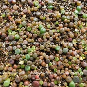 Lithops Seeds Mix - Living Stones Succulent Seeds - Colorful Mini Seedlings - Image 3