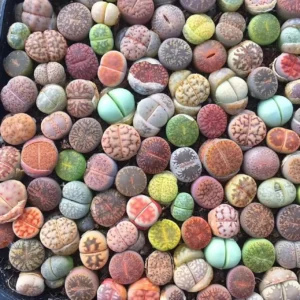 Lithops Seeds Mix - Living Stones Succulent Seeds - Colorful Mini Seedlings - Image 1