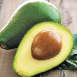 Little Cado Avocado Grafted Live Plant - Dwarf Tree, 3 Gallon Pot - Image 2