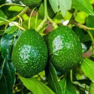 Little Cado Avocado Grafted Live Plant - Dwarf Tree, 3 Gallon Pot - Image 3