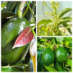 Little Cado Avocado Grafted Live Plant - Dwarf Tree, 3 Gallon Pot - Image 1