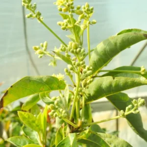 Little Cado Avocado Grafted Live Plant - Dwarf Tree, 3 Gallon Pot - Image 5