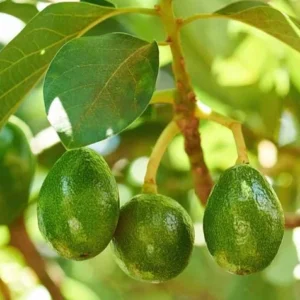 Little Cado Avocado Grafted Live Plant - Dwarf Tree, 3 Gallon Pot - Image 6