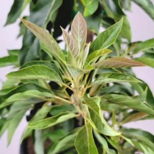 Little Cado Avocado Grafted Live Plant - Dwarf Tree, 3 Gallon Pot - Image 7