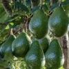 Little Cado Avocado Tree Live Plant – 1 Ft Tall Grafted Container Plant - Image 1