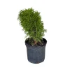 Little Giant Eastern Arborvitae Live Plant – Thuja Occidentalis 'Little Giant' – 1 Gallon Potted - Image 1
