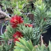 Little John Dwarf Bottlebrush Live Plant – 6" Pot – Outdoor Shrub - Image 1