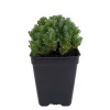 Little Ness Santolina Live Plant - Dwarf Lavender Cotton - 2.5 inch Pot - Outdoor Shrub - Image 1