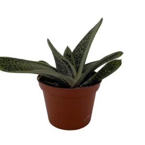 Little Warty Gasteria Succulent Plant - Live - 2.5 inch Pot - Indoor - Image 1