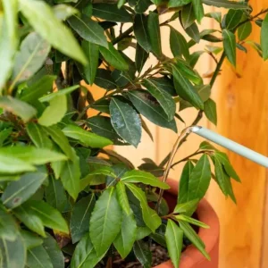 Live Bay Laurel Plant - Culinary Herb Starter Tree - 6-8 Inches Tall - Image 10