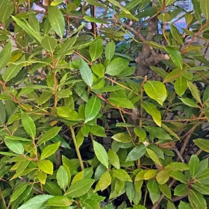 Live Bay Laurel Plant - Culinary Herb Starter Tree - 6-8 Inches Tall - Image 6