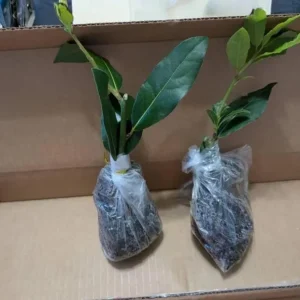 Live Bay Laurel Plant - Culinary Herb Starter Tree - 6-8 Inches Tall - Image 7