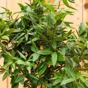 Live Bay Laurel Plant - Culinary Herb Starter Tree - 6-8 Inches Tall - Image 8