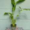 Live Cardamom Plant - Elettaria cardamomum - 15+" Tall - 4" Pot - Indoor/Outdoor Spice Plant - Image 1