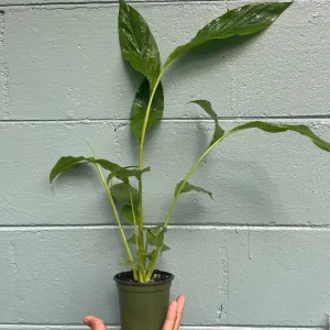 Live Cardamom Plant - Elettaria cardamomum - 15+