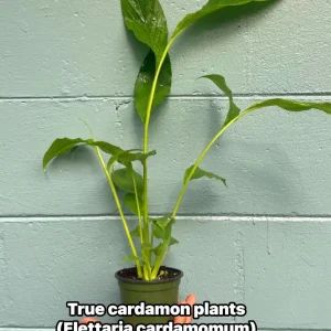 Live Cardamom Plant - Elettaria cardamomum - 15+