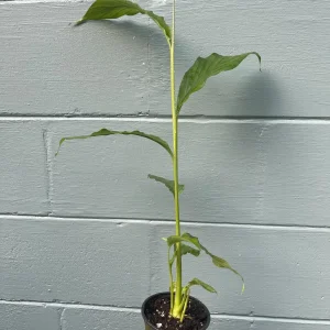Live Cardamom Plant - Elettaria cardamomum - 15+