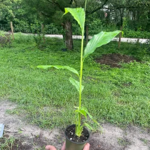 Live Cardamom Plant - Elettaria cardamomum - 15+