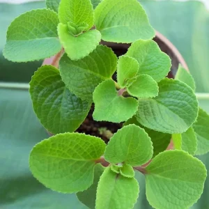 Live Cuban Oregano Plant – 4-6