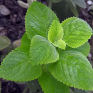 Live Cuban Oregano Plant – 4-6