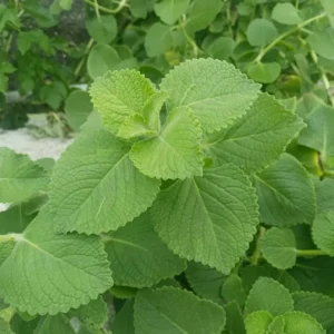 Live Cuban Oregano Plant – 4-6