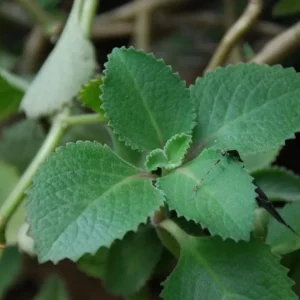 Live Cuban Oregano Plant – 4-6