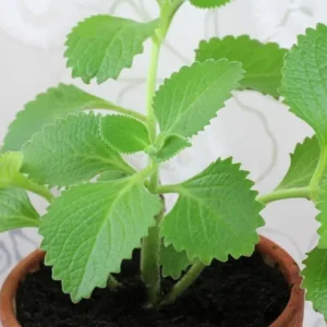 Live Cuban Oregano Plant – 4-6