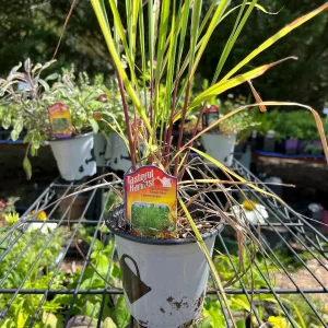 Live Herb Plant Collection - Ready to Grow Herb Garden - 3-4 inch Containers - Indoor/Outdoor - Image 4