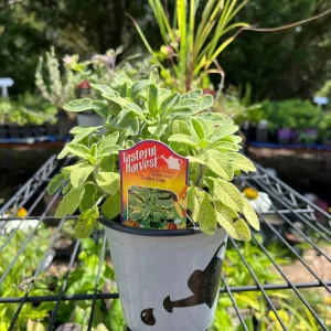 Live Herb Plant Collection - Ready to Grow Herb Garden - 3-4 inch Containers - Indoor/Outdoor - Image 7