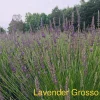 Live Lavender Grosso Plant Starter - Fragrant Perennial Herb - Outdoor - Image 1