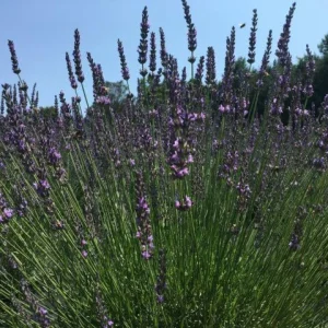 Live Lavender Grosso Plant Starter - Fragrant Perennial Herb - Outdoor - Image 4