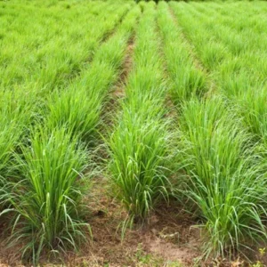 Live Lemongrass Plant in 4 Inch Pot – Fragrant Culinary Herb for Garden - Image 4