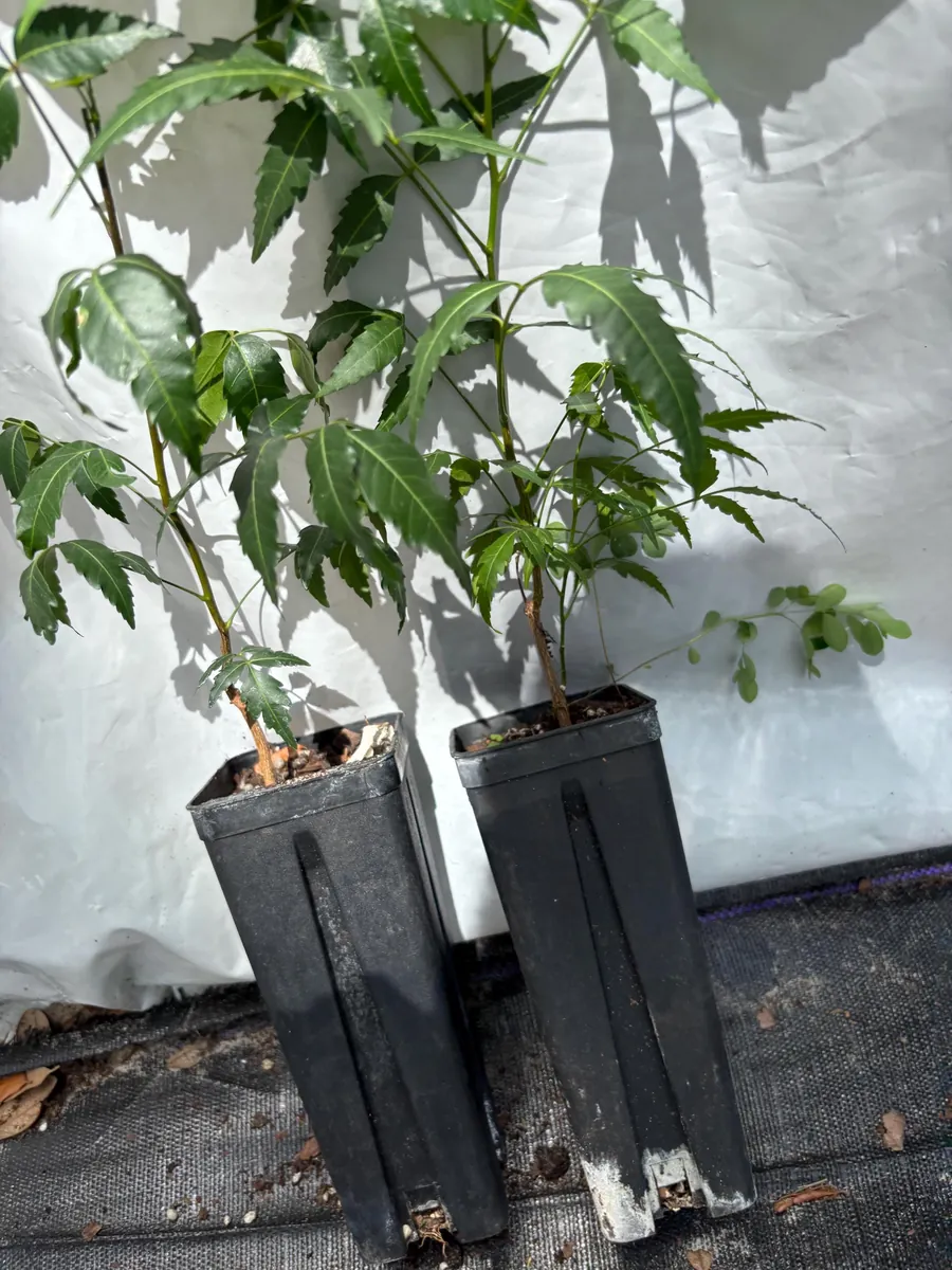 Live Neem Plant (Azadirachta indica) - Organic Pesticide Source, 5 inches tall in 4-inch pot, Indoor/Outdoor - Image 10