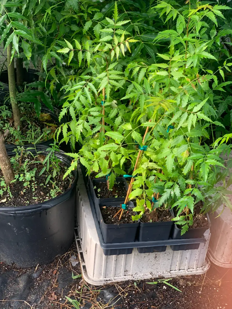 Live Neem Plant (Azadirachta indica) - Organic Pesticide Source, 5 inches tall in 4-inch pot, Indoor/Outdoor - Image 2