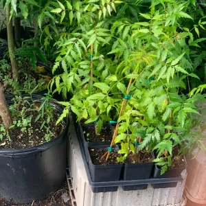 Live Neem Plant (Azadirachta indica) – Organic Pesticide Source – 4 inch Pot - Image 2