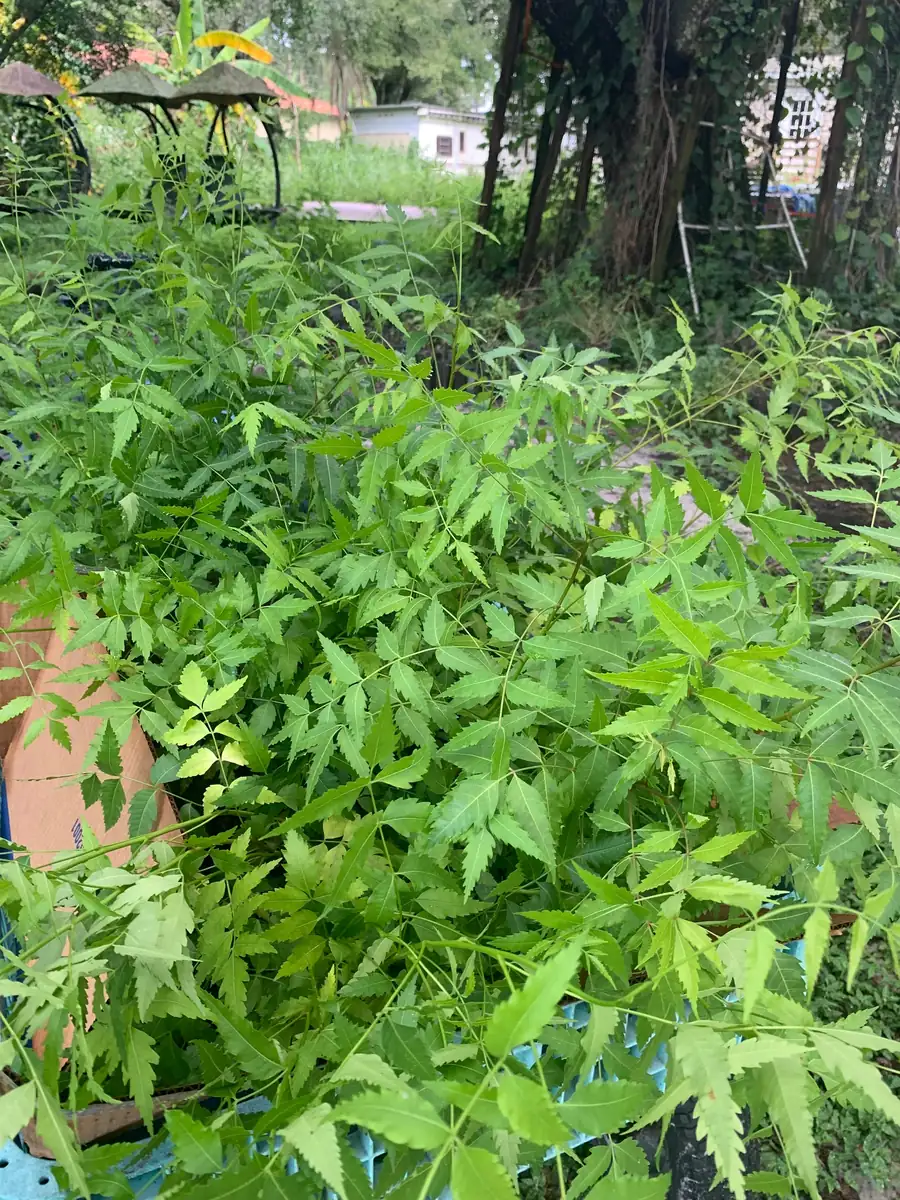 Live Neem Plant (Azadirachta indica) - Organic Pesticide Source, 5 inches tall in 4-inch pot, Indoor/Outdoor - Image 3