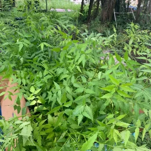 Live Neem Plant (Azadirachta indica) – Organic Pesticide Source – 4 inch Pot - Image 3