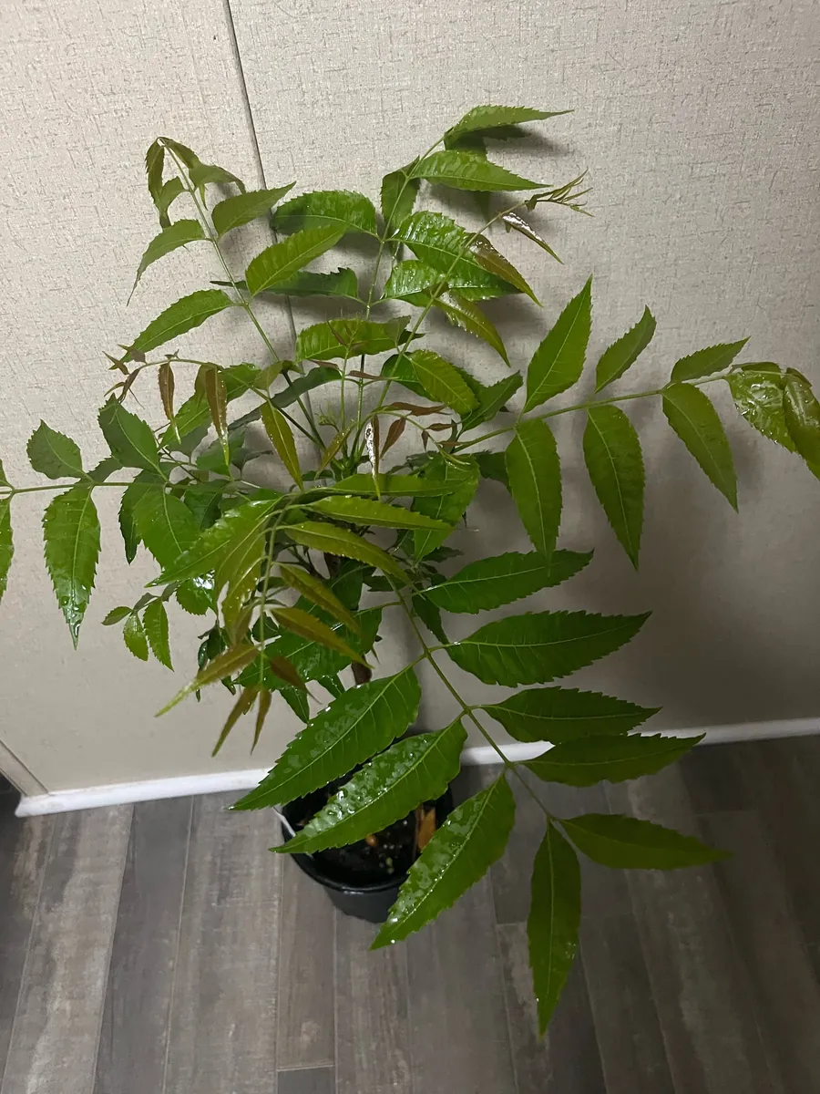 Live Neem Plant (Azadirachta indica) - Organic Pesticide Source, 5 inches tall in 4-inch pot, Indoor/Outdoor - Image 4