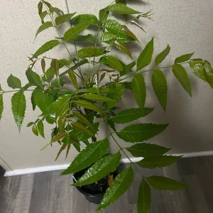 Live Neem Plant (Azadirachta indica) – Organic Pesticide Source – 4 inch Pot - Image 4