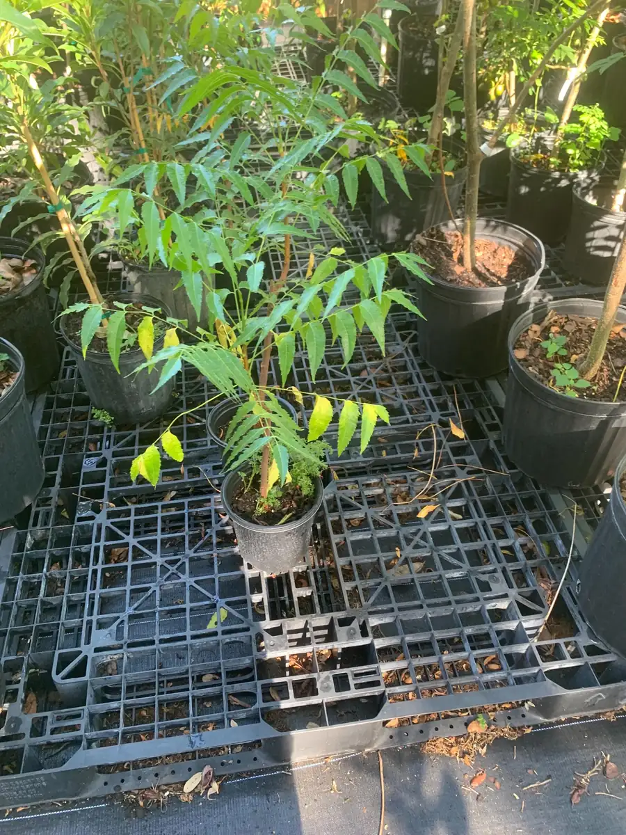 Live Neem Plant (Azadirachta indica) - Organic Pesticide Source, 5 inches tall in 4-inch pot, Indoor/Outdoor - Image 5