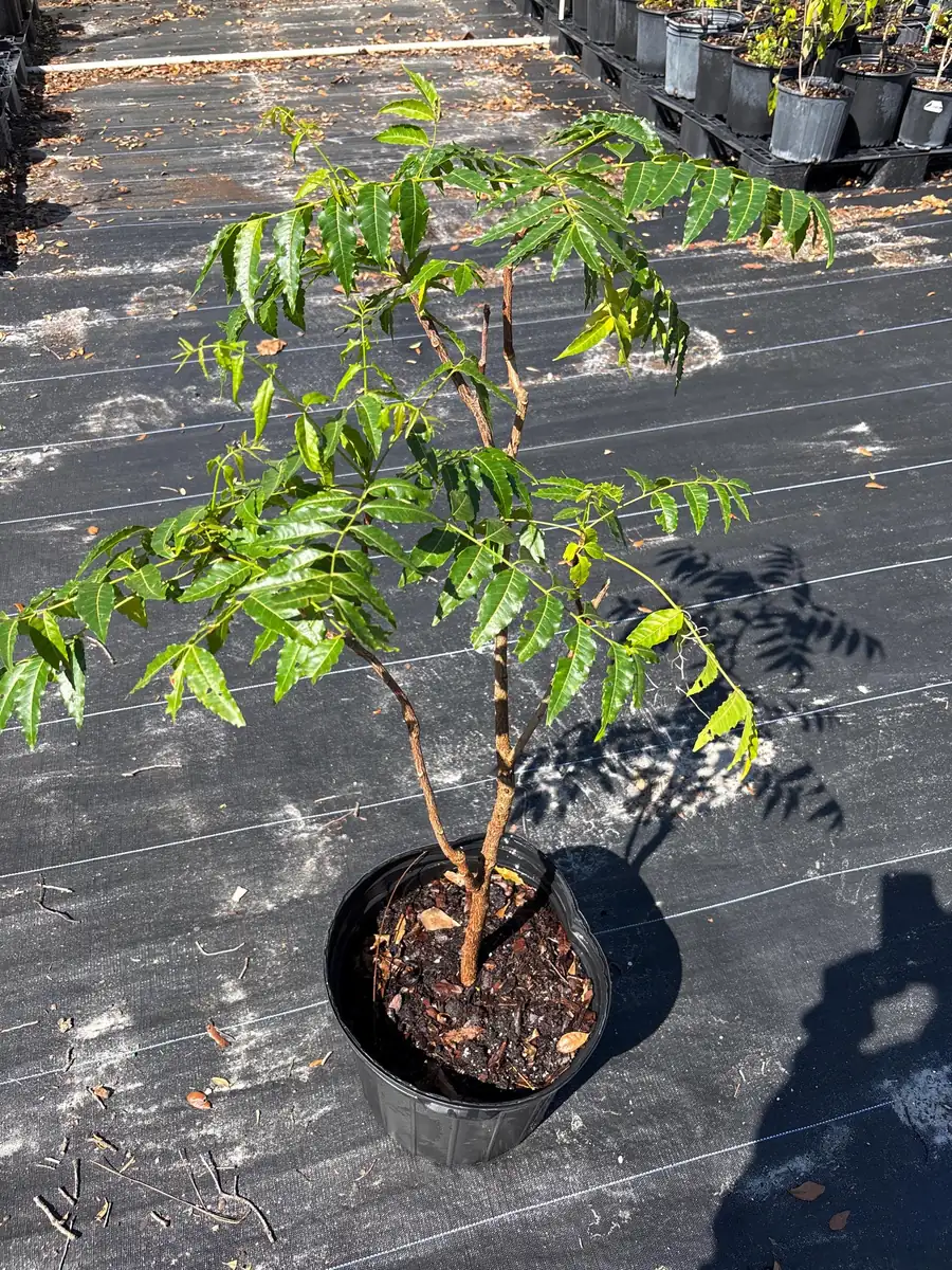 Live Neem Plant (Azadirachta indica) - Organic Pesticide Source, 5 inches tall in 4-inch pot, Indoor/Outdoor - Image 6