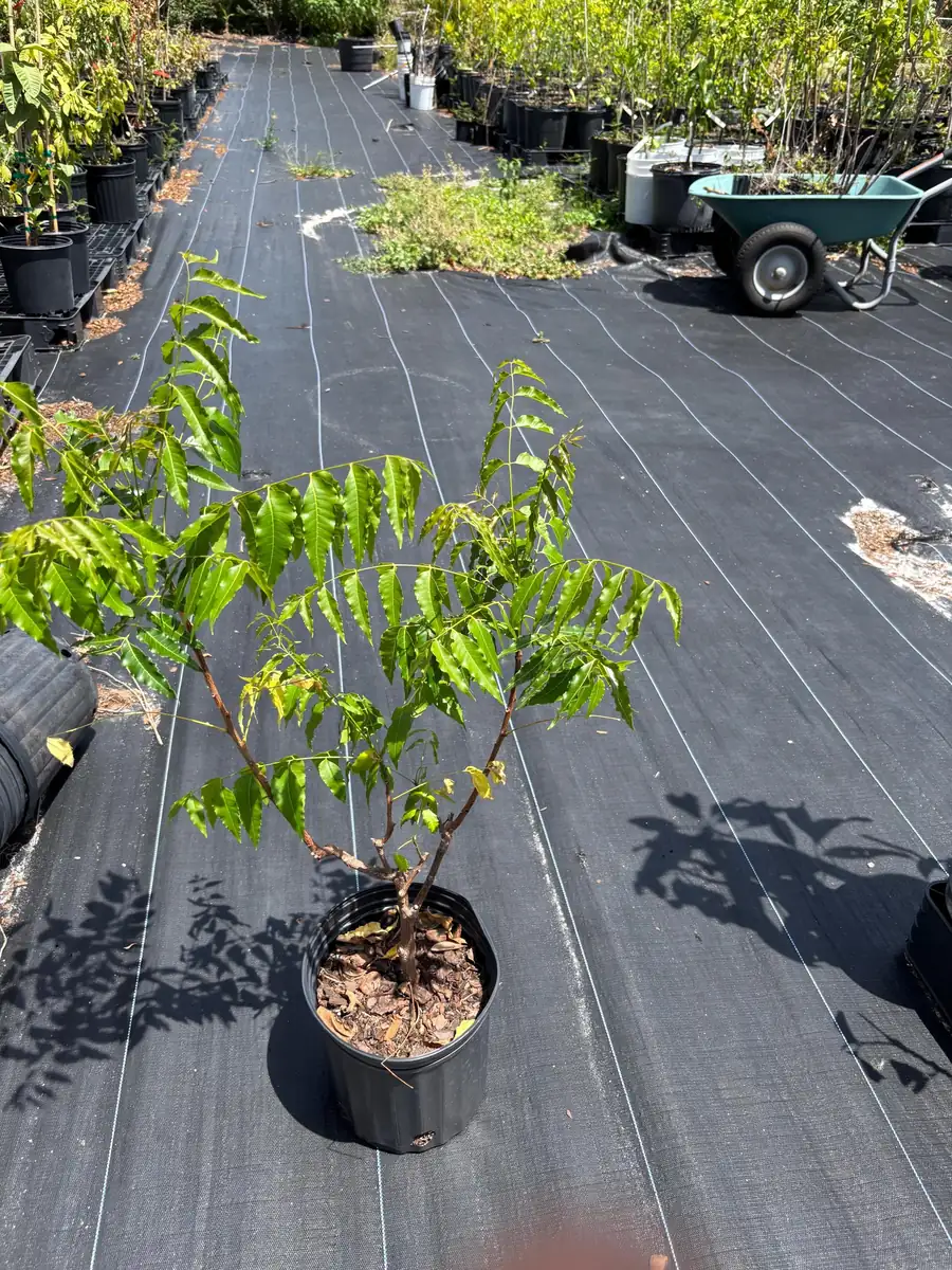 Live Neem Plant (Azadirachta indica) - Organic Pesticide Source, 5 inches tall in 4-inch pot, Indoor/Outdoor - Image 7