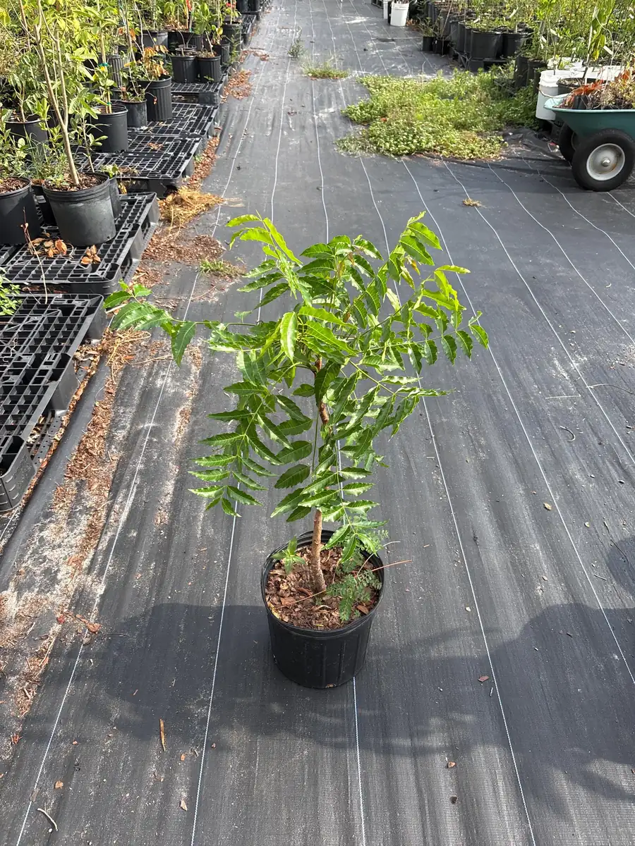 Live Neem Plant (Azadirachta indica) - Organic Pesticide Source, 5 inches tall in 4-inch pot, Indoor/Outdoor - Image 8