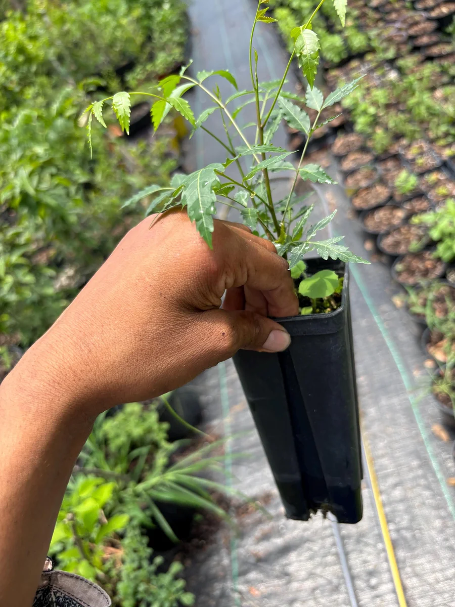 Live Neem Plant (Azadirachta indica) - Organic Pesticide Source, 5 inches tall in 4-inch pot, Indoor/Outdoor - Image 9