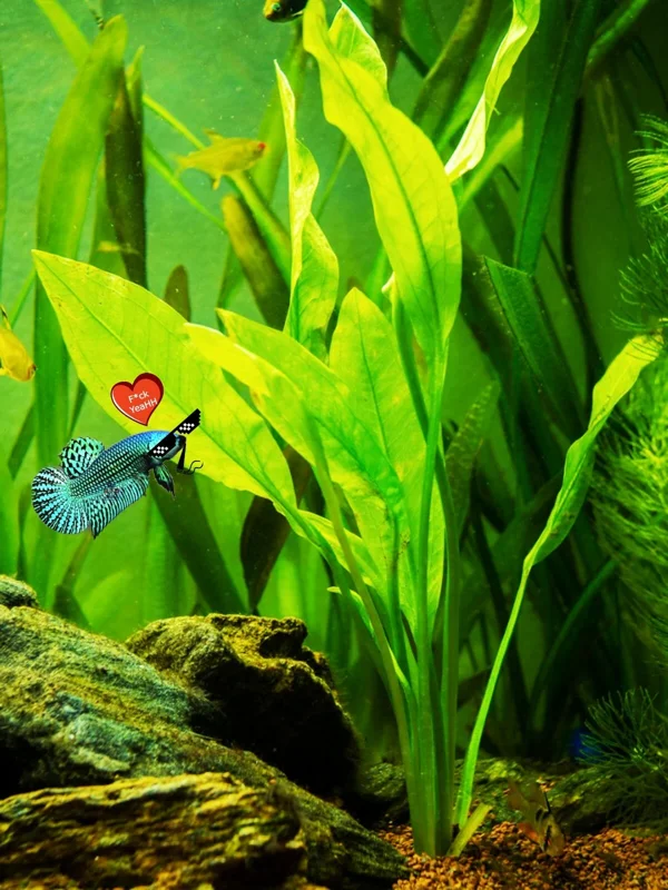Live Plantago major Aquarium Plant - Betta & Guppy Fish Tank Plant - Image 2