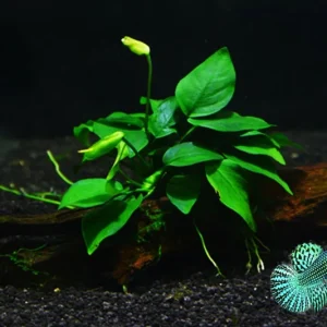 Live Plantago major Aquarium Plant - Betta & Guppy Fish Tank Plant - Image 3