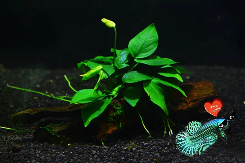 Live Plantago major Aquarium Plant - Betta & Guppy Fish Tank Plant - Image 3