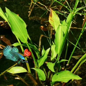 Live Plantago major Aquarium Plant - Betta & Guppy Fish Tank Plant - Image 4